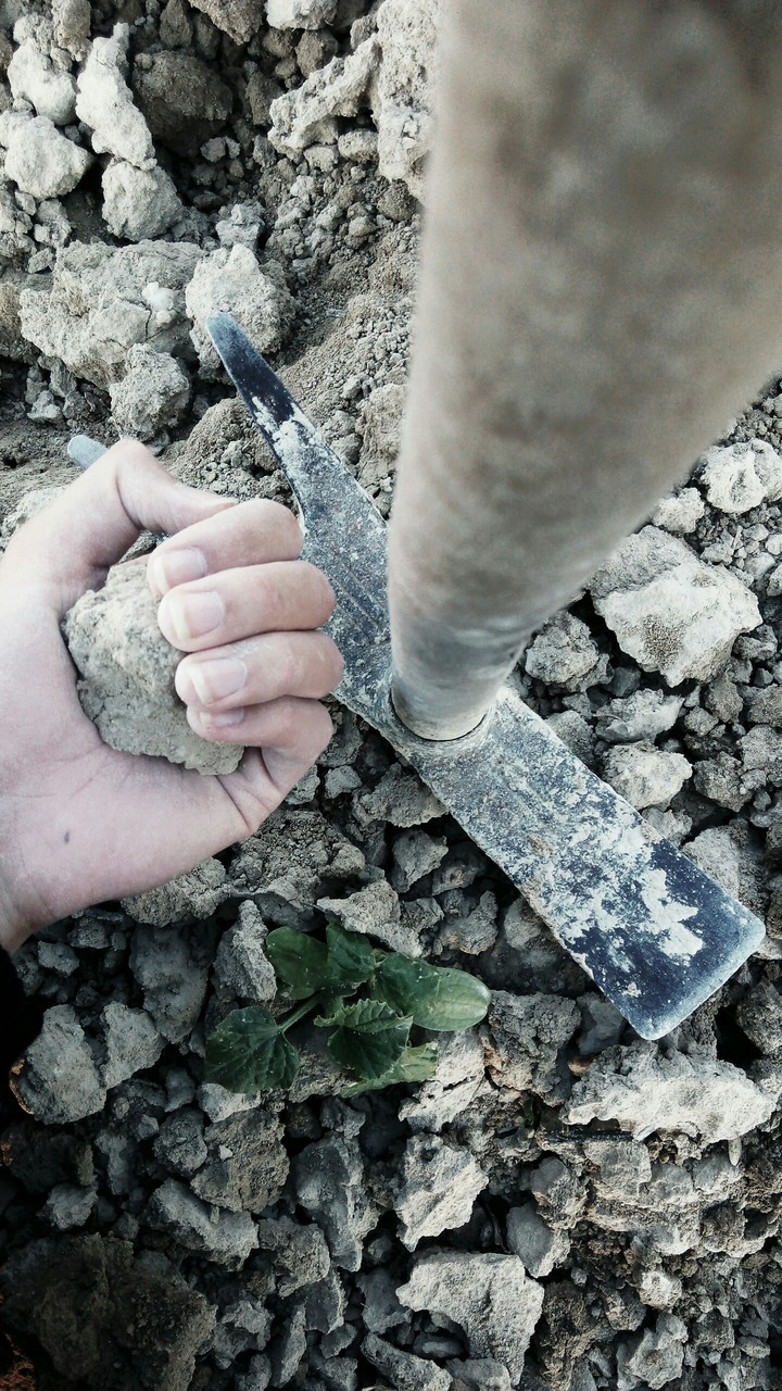 Arable Field