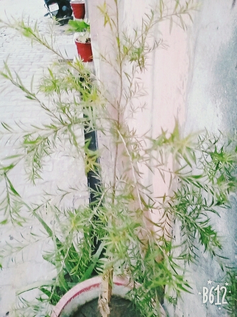 plant