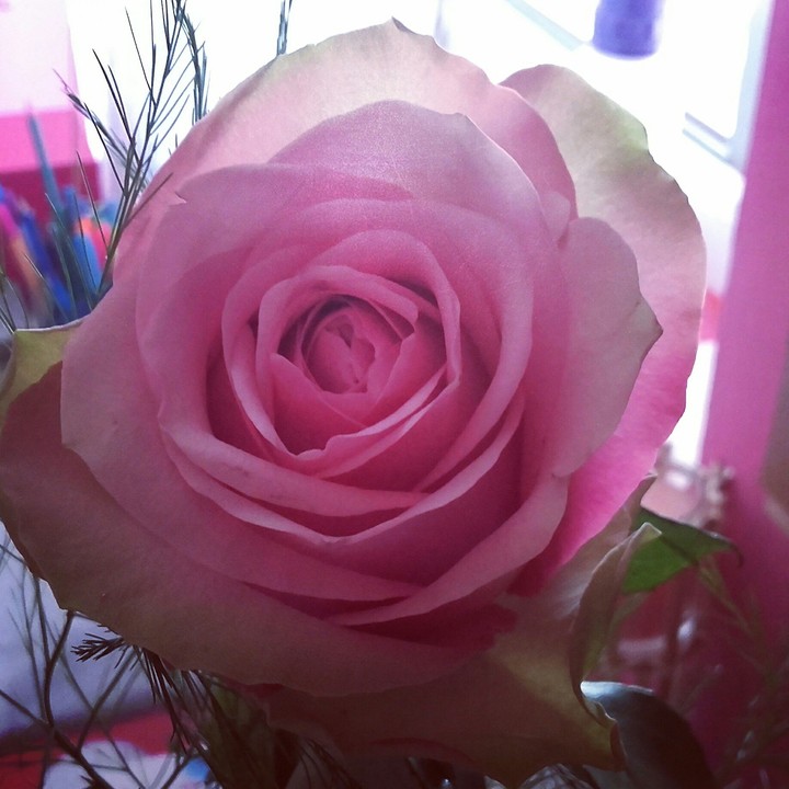 rose