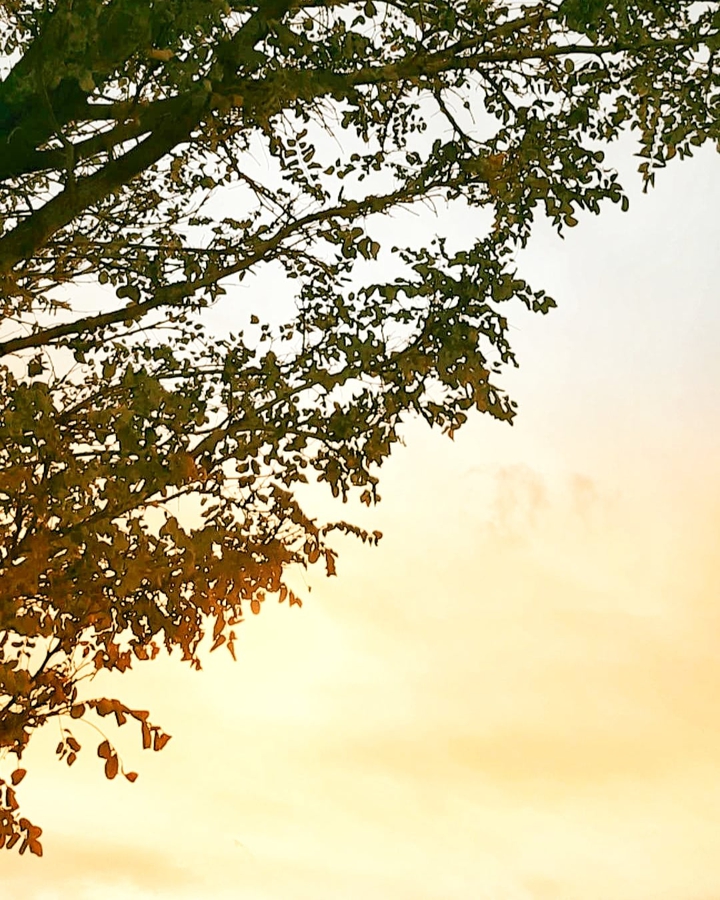 tree and sunset