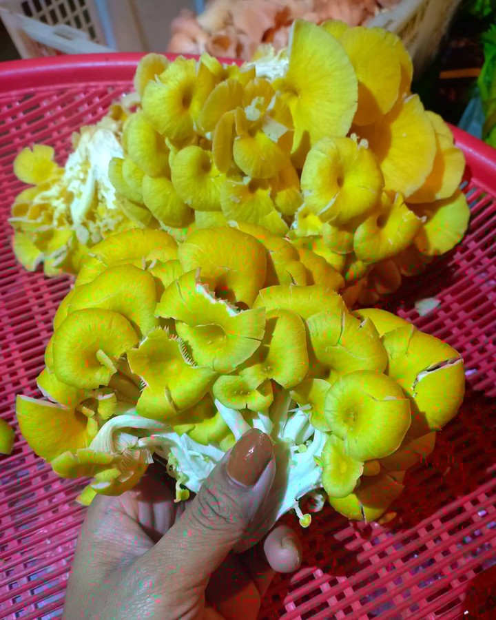Golden Oyster Mushroom