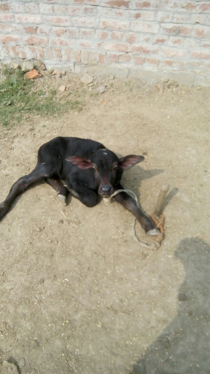 animal