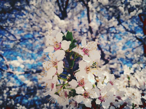 Cherry flower ?