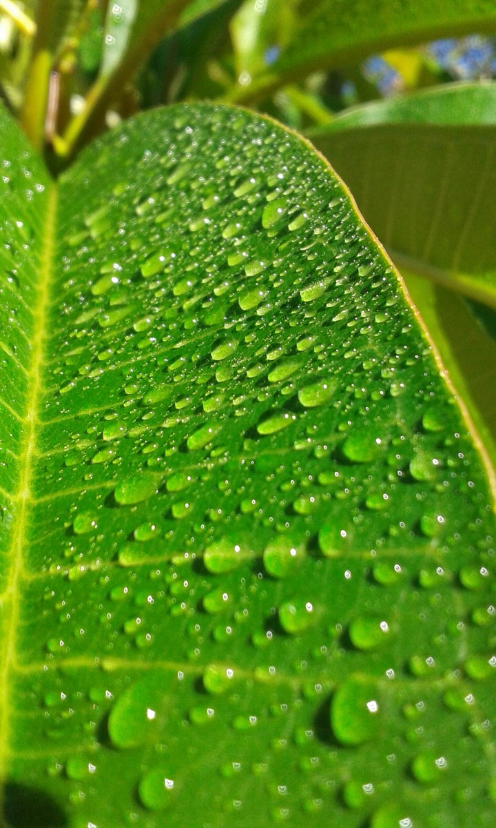 leaves