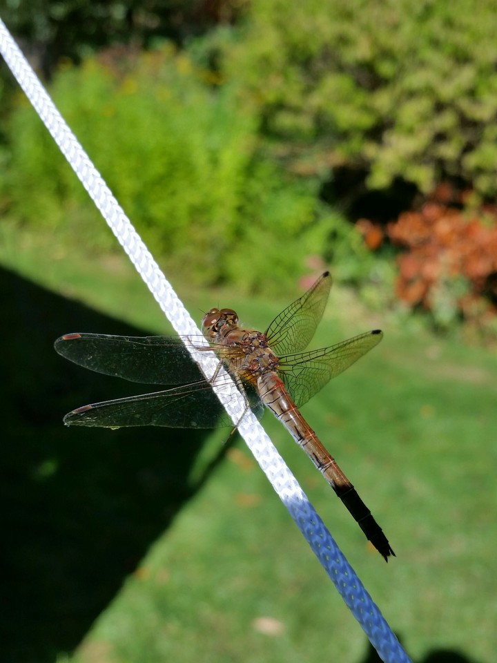 dragon fly