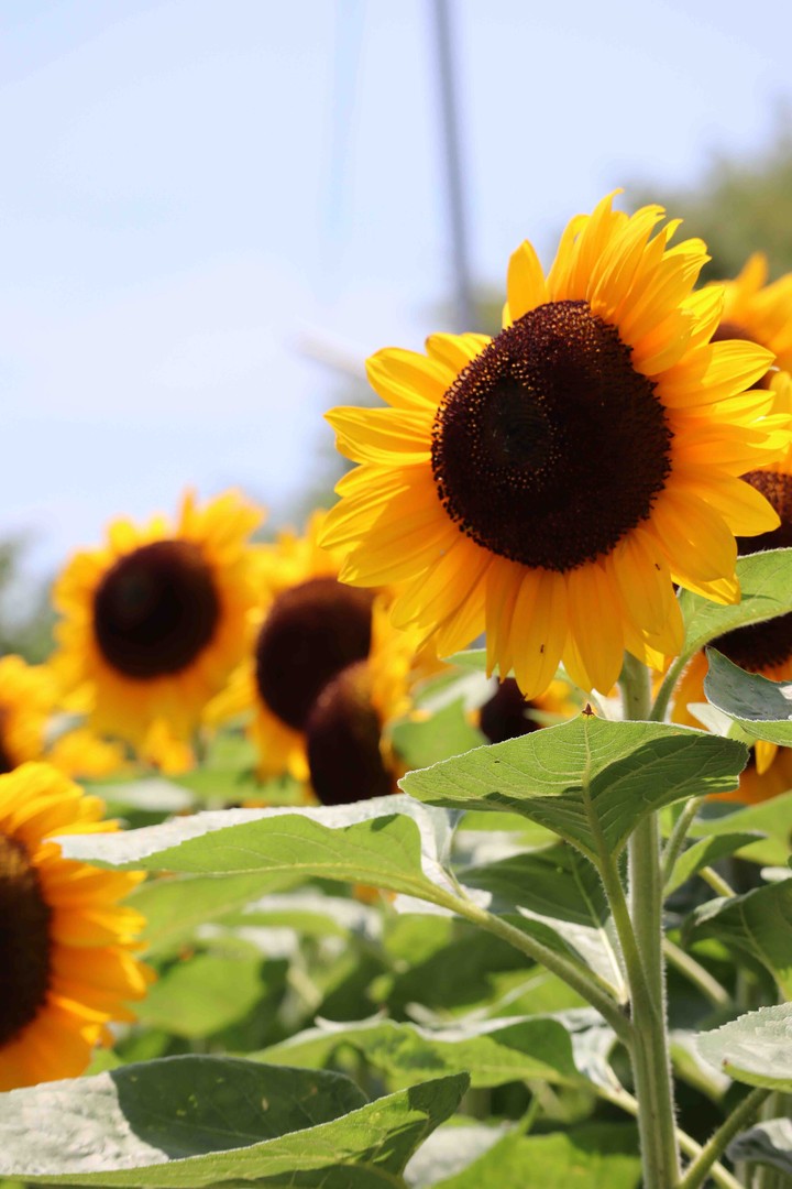 sunflower
