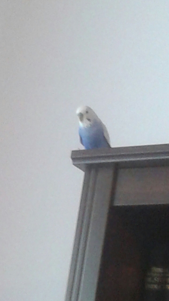 Blue budgie