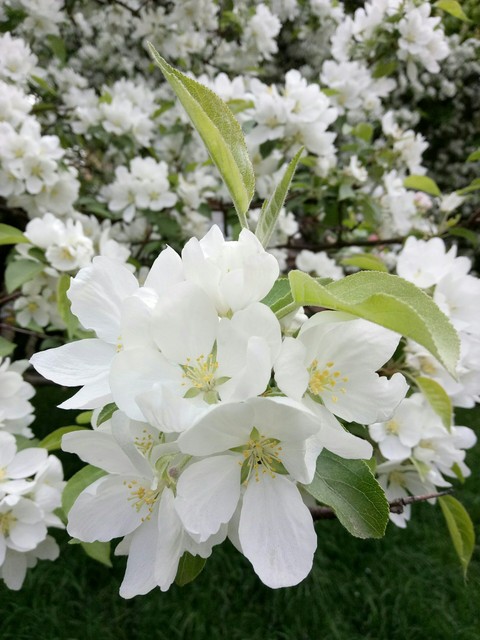 apple blossom