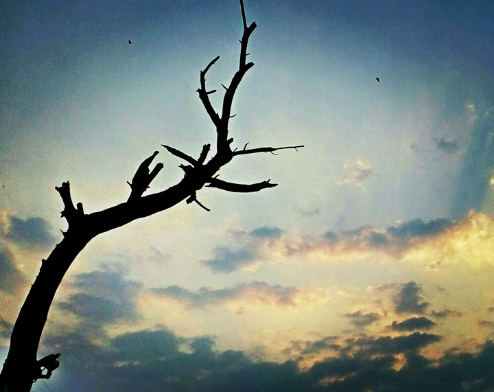 Photography of tree braches..