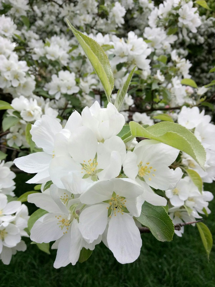 apple blossom
