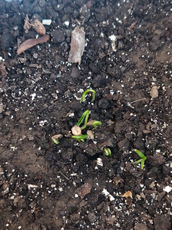 sprouting life