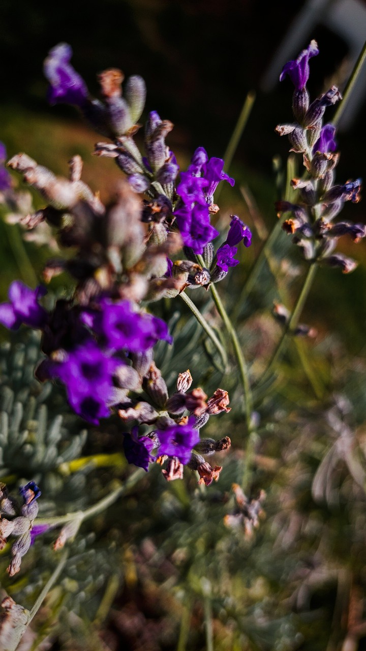 lavand, flower