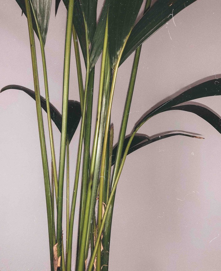 palm