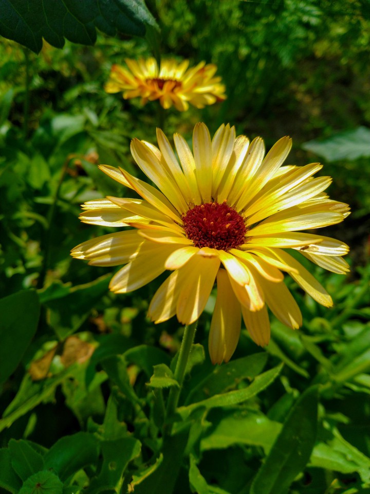 calendula
