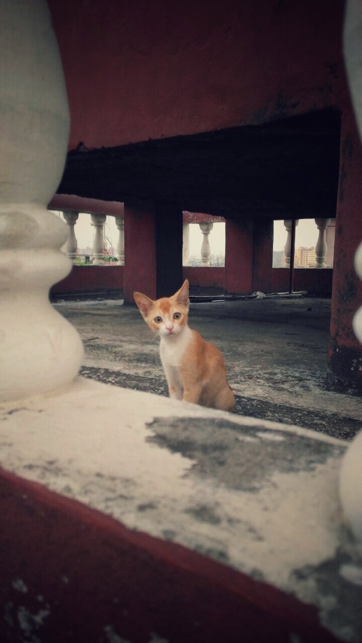 kitten