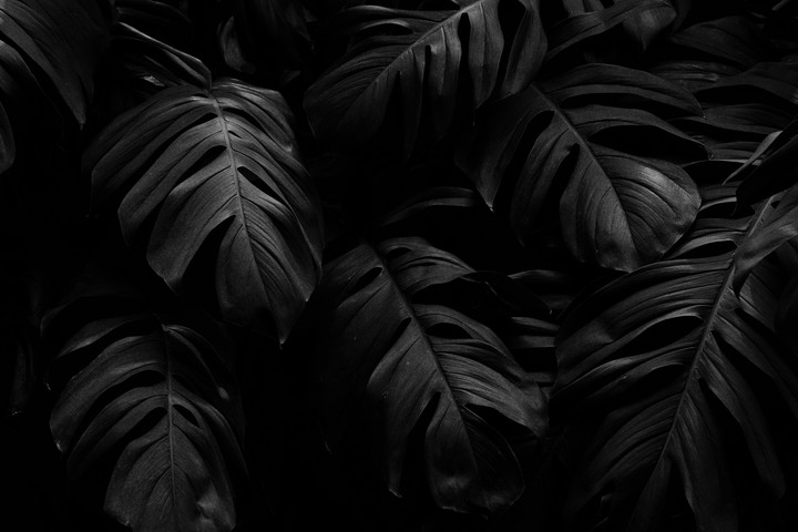 black beauty