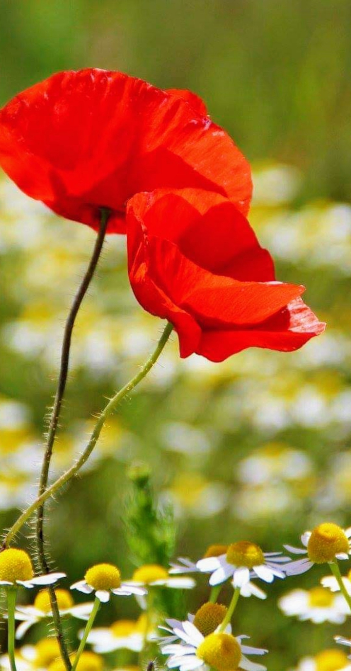 poppy
