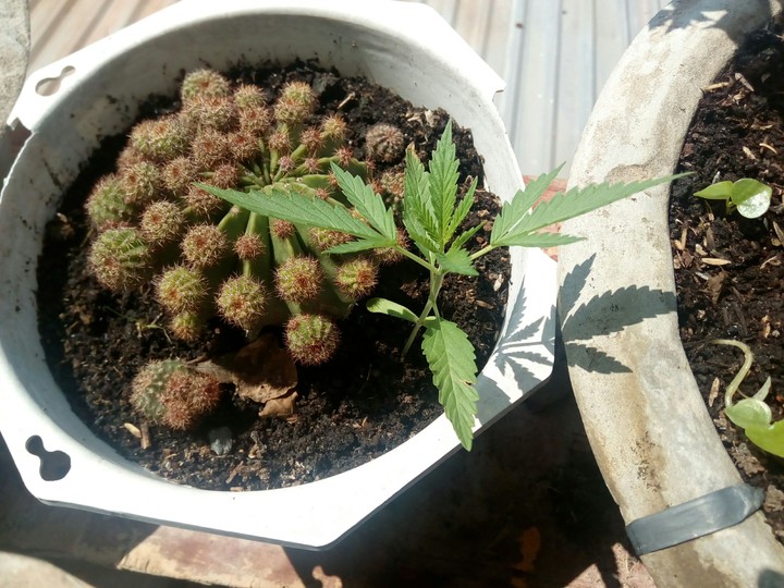 weed