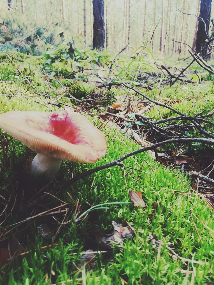 fantasy mushroom
