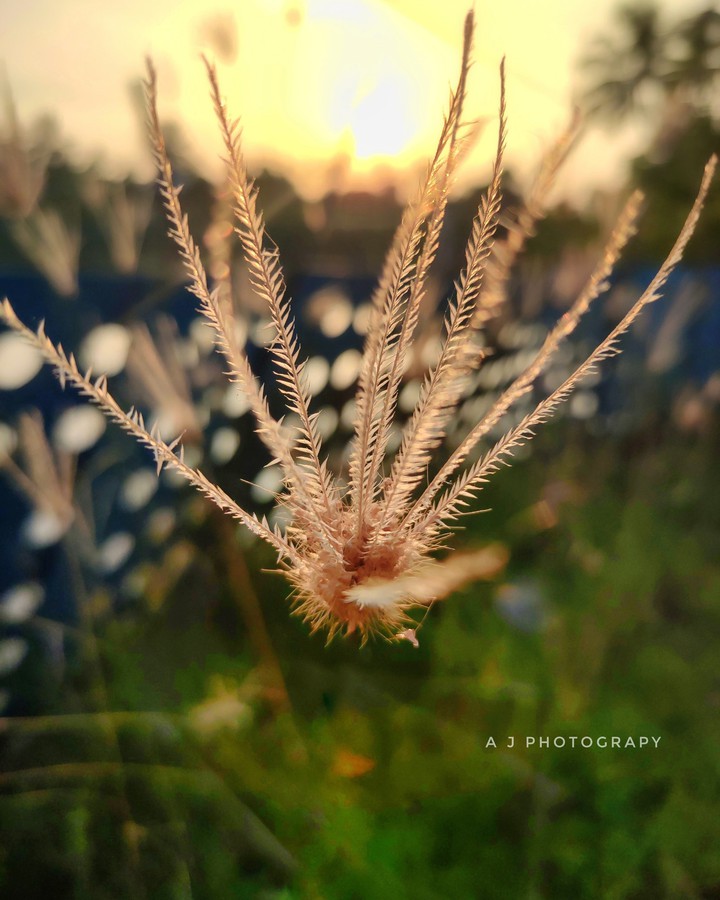 nature