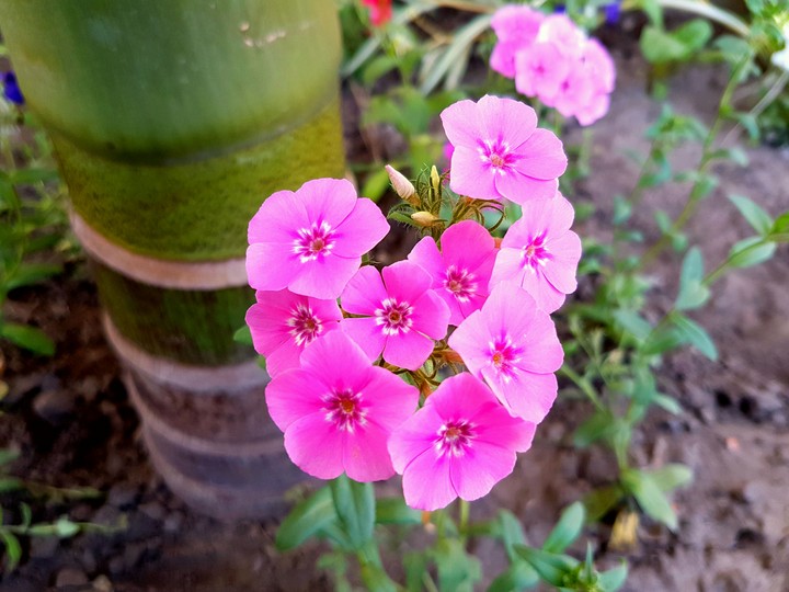 flower
