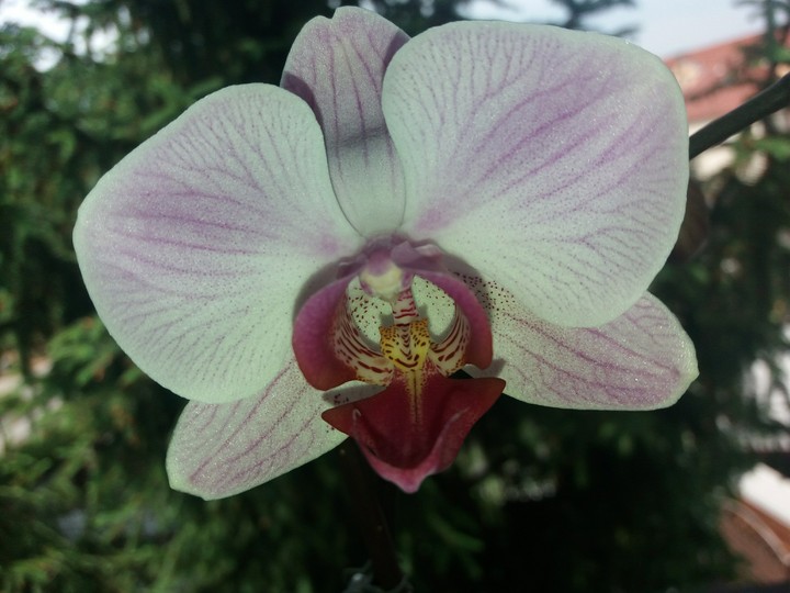 orchids