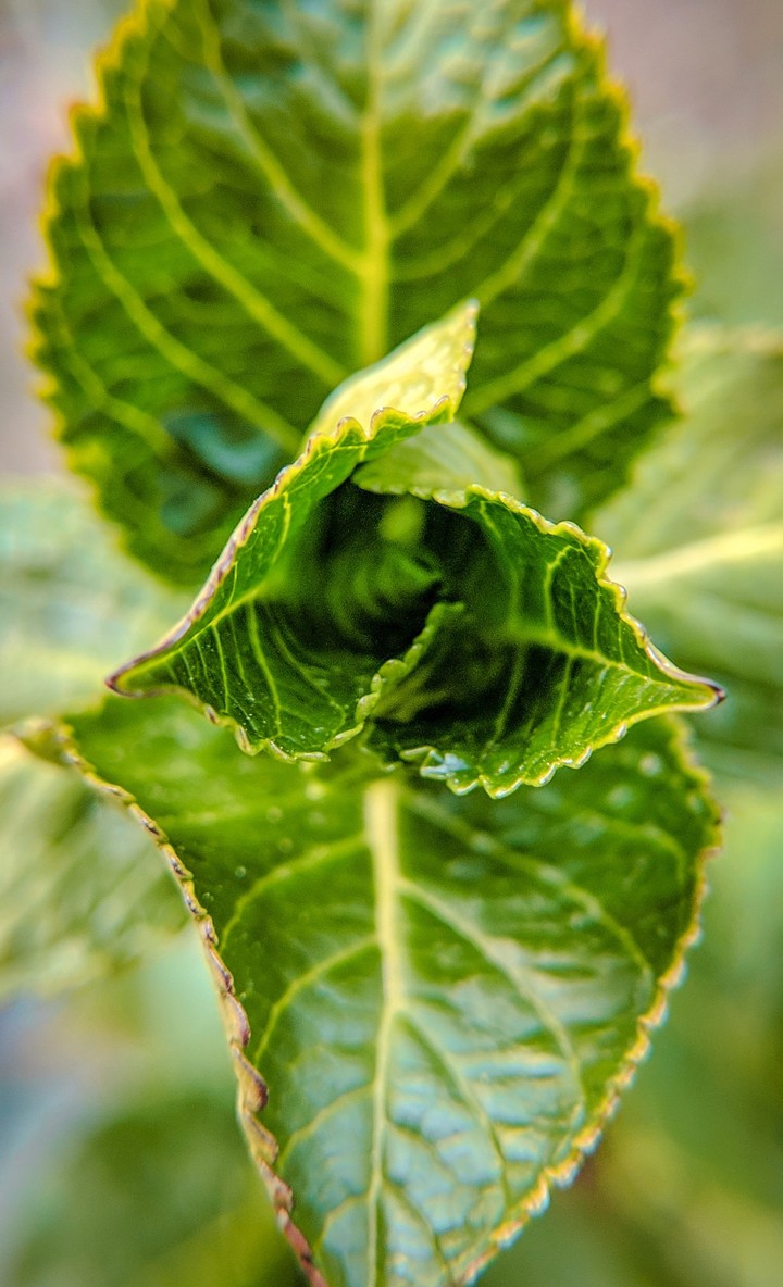 Fresh Leaf!