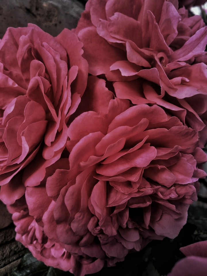 Rose pink
