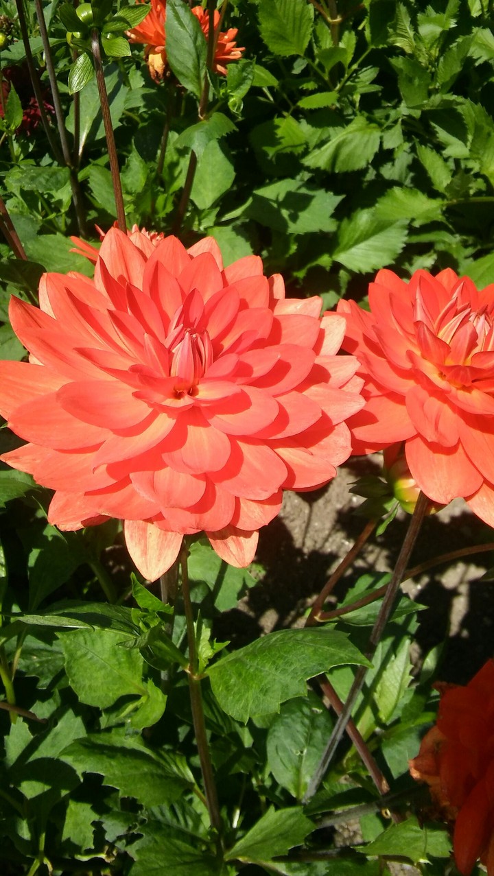 flowers