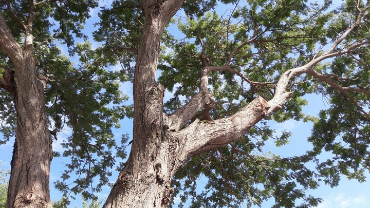 tree ...point and shoot somewhere in Africa