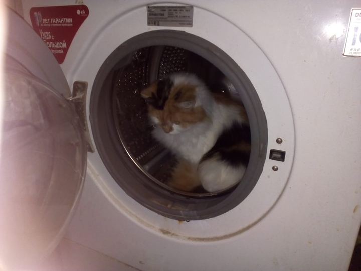кошка