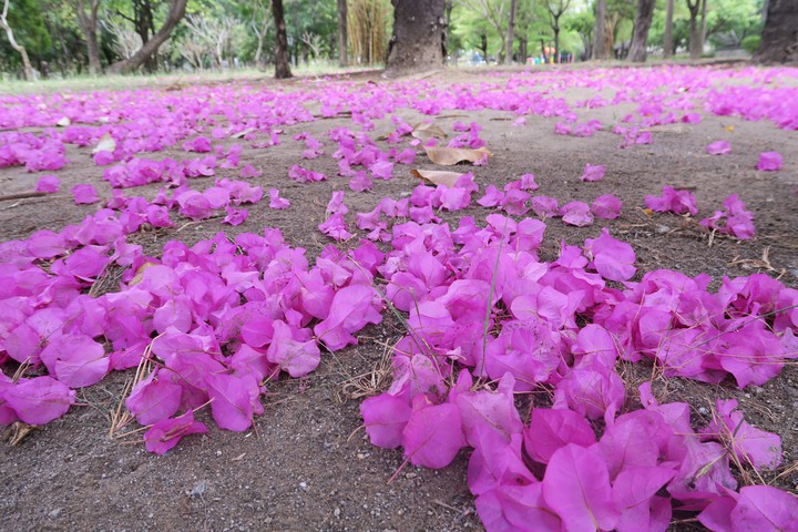 Fallen flowers