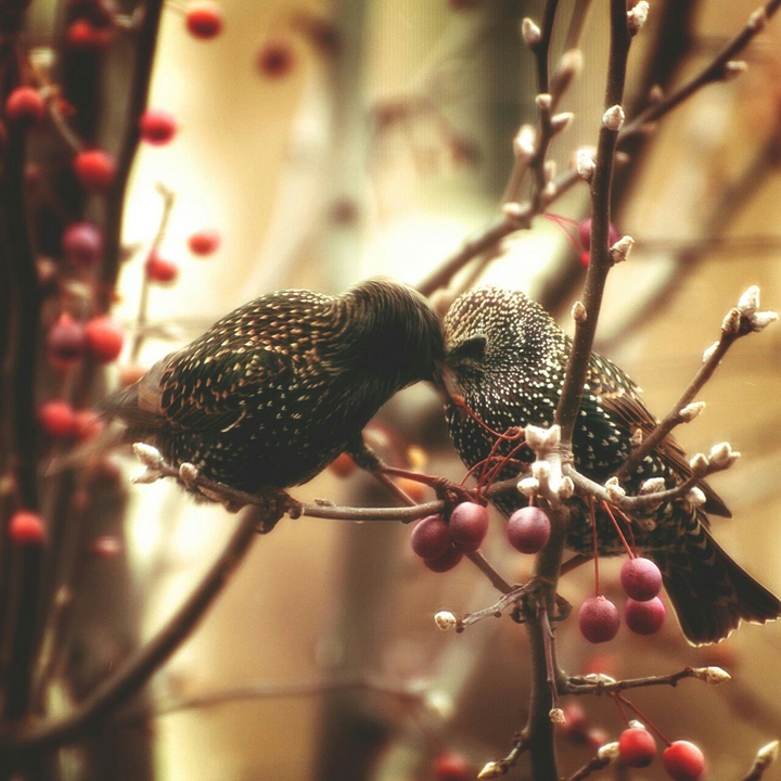 Birds