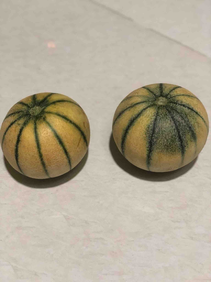 Muskmelon