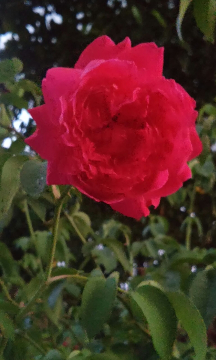 Rosa do Jardim