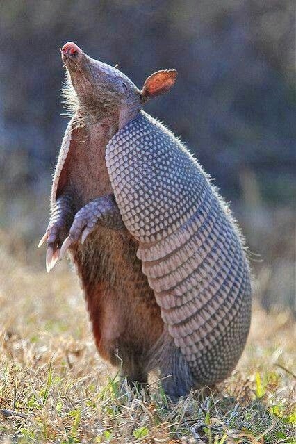 Tatu