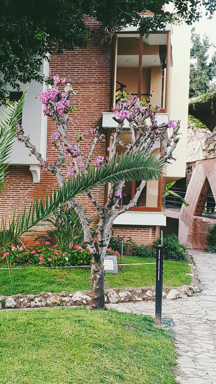tree