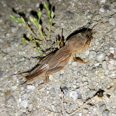 Mole cricket
