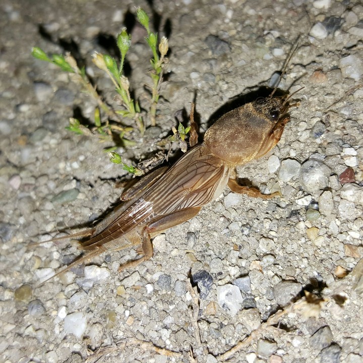 Mole cricket