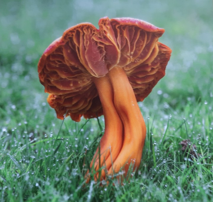 Pilz