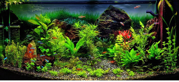 Aquarium