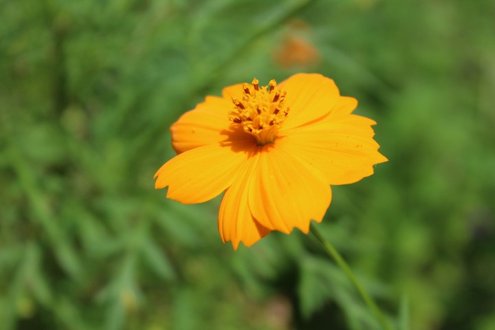 Yellow Flower