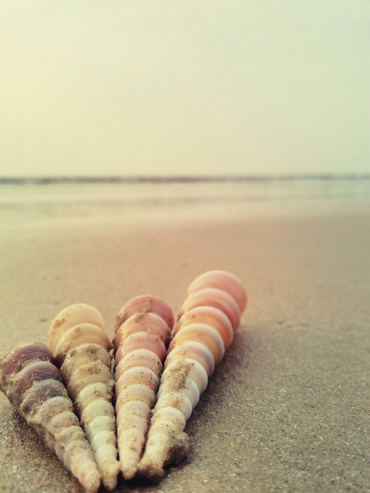 shells+beach