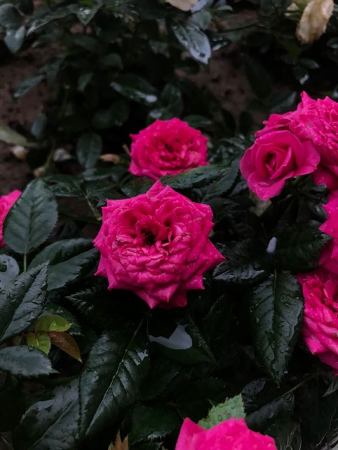 pink, 粉色壁纸