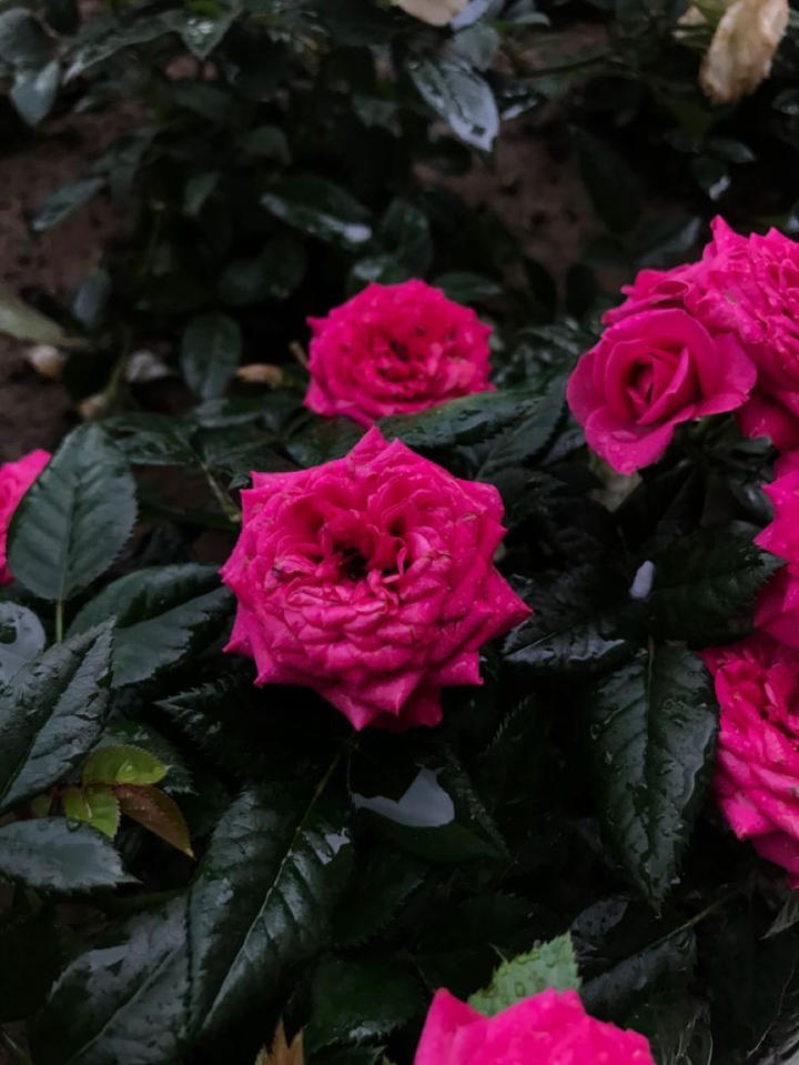 ⚘