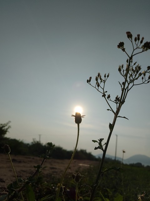twig, Yellow वॉलपेपर