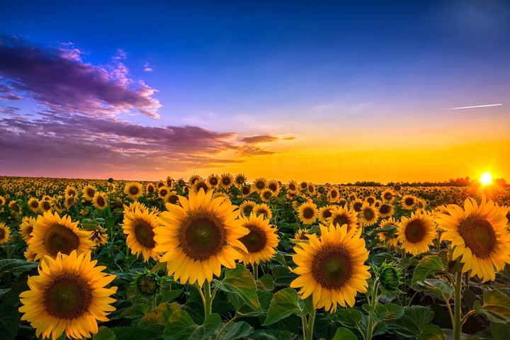Sunflowers