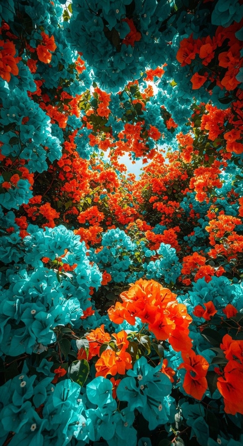 sfondi Orange, lantanas