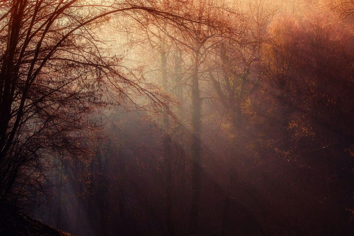 Trees, Nature