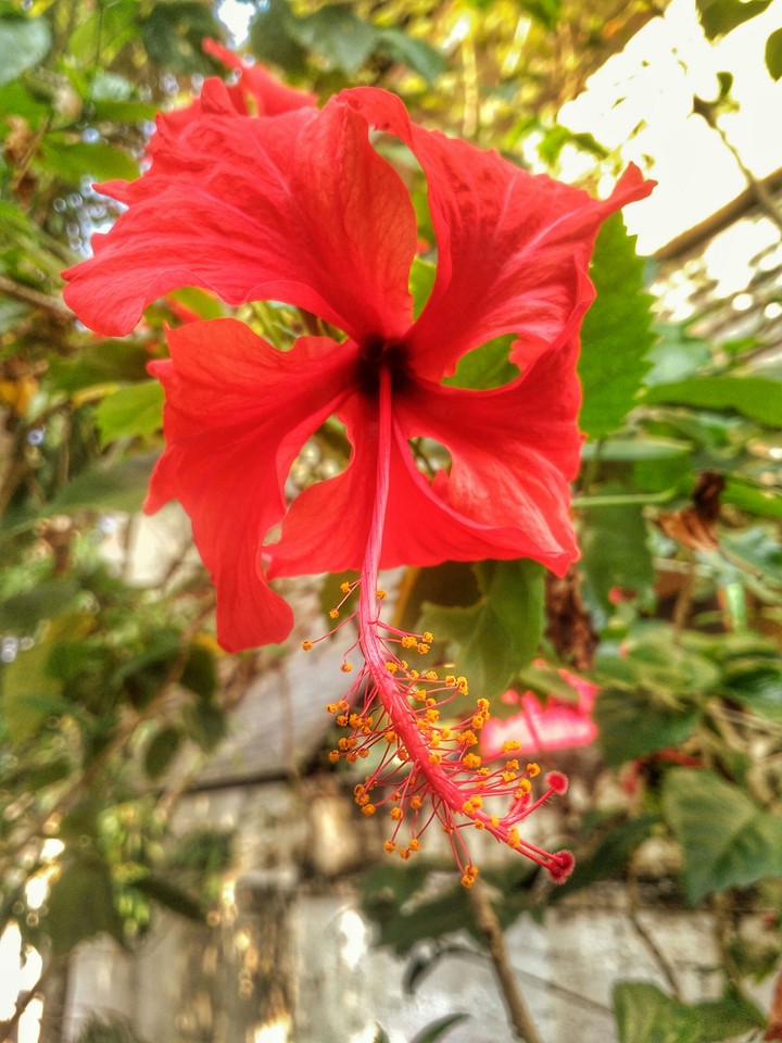 hibiscus.. .